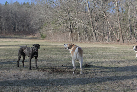 20250321_Dog park also_DSC_0259_.jpg