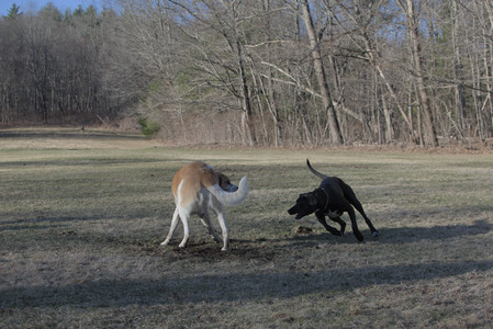 20250321_Dog park also_DSC_0262_.jpg