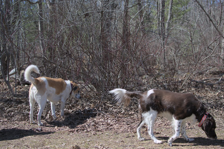 20250323_Tilly and Dog Park and Portraits_DSC_0077_.jpg