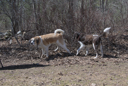 20250323_Tilly and Dog Park and Portraits_DSC_0079_.jpg