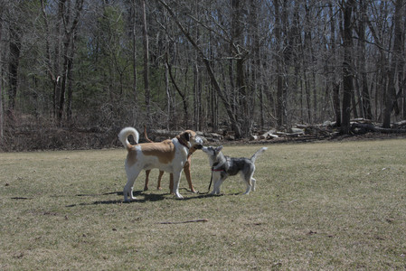 20250323_Tilly and Dog Park and Portraits_DSC_0082_.jpg