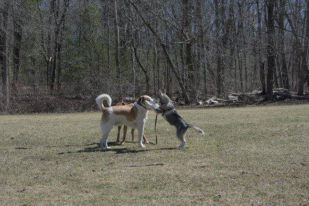 20250323_Tilly and Dog Park and Portraits_DSC_0085_.jpg