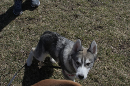 20250323_Tilly and Dog Park and Portraits_DSC_0091_.jpg