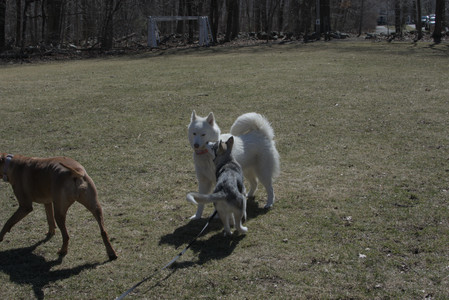 20250323_Tilly and Dog Park and Portraits_DSC_0095_.jpg