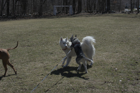 20250323_Tilly and Dog Park and Portraits_DSC_0096_.jpg