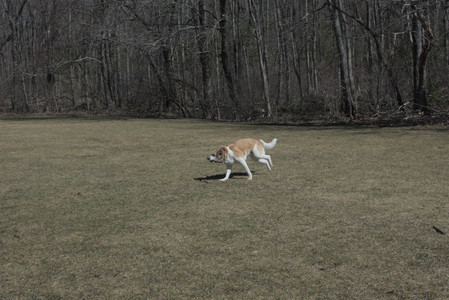 20250323_Tilly and Dog Park and Portraits_DSC_0097_.jpg