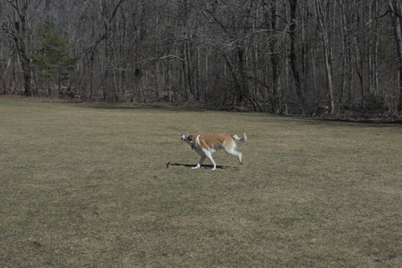 20250323_Tilly and Dog Park and Portraits_DSC_0098_.jpg