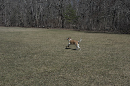 20250323_Tilly and Dog Park and Portraits_DSC_0099_.jpg