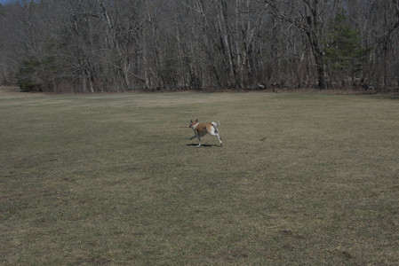 20250323_Tilly and Dog Park and Portraits_DSC_0100_.jpg