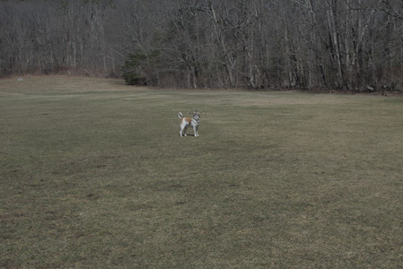 20250323_Tilly and Dog Park and Portraits_DSC_0101_.jpg