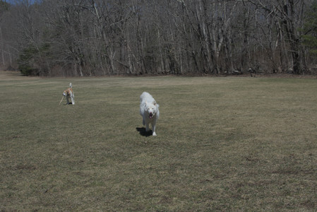 20250323_Tilly and Dog Park and Portraits_DSC_0102_.jpg