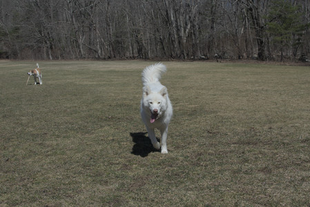 20250323_Tilly and Dog Park and Portraits_DSC_0103_.jpg