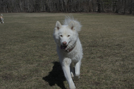 20250323_Tilly and Dog Park and Portraits_DSC_0104_.jpg