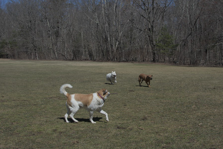20250323_Tilly and Dog Park and Portraits_DSC_0106_.jpg