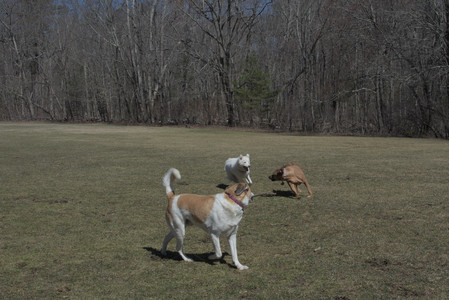 20250323_Tilly and Dog Park and Portraits_DSC_0107_.jpg