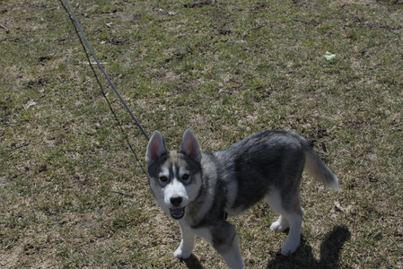 20250323_Tilly and Dog Park and Portraits_DSC_0110_.jpg