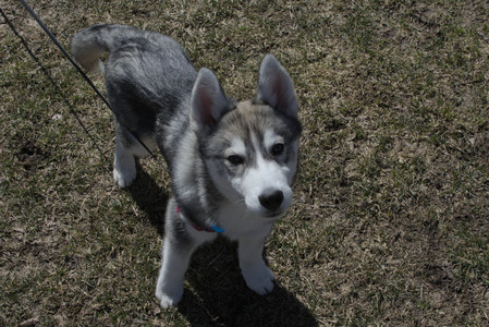 20250323_Tilly and Dog Park and Portraits_DSC_0111_.jpg