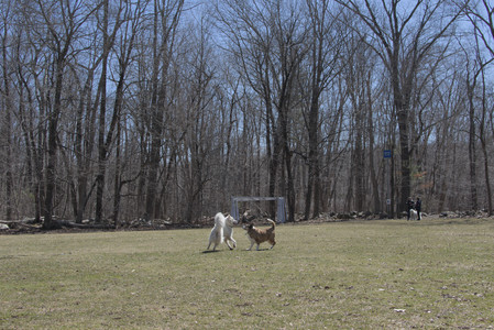 20250323_Tilly and Dog Park and Portraits_DSC_0117_.jpg