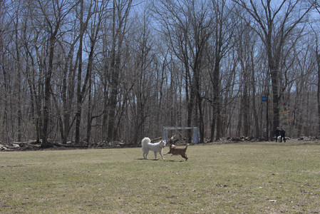 20250323_Tilly and Dog Park and Portraits_DSC_0118_.jpg