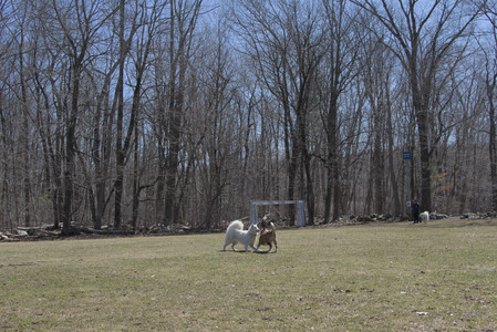 20250323_Tilly and Dog Park and Portraits_DSC_0119_.jpg