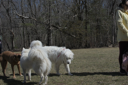 20250323_Tilly and Dog Park and Portraits_DSC_0126_.jpg