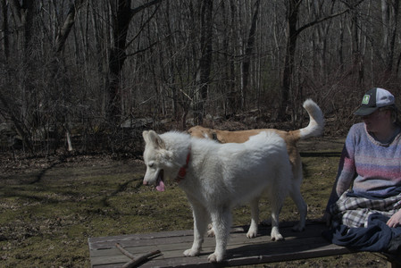 20250323_Tilly and Dog Park and Portraits_DSC_0138_.jpg
