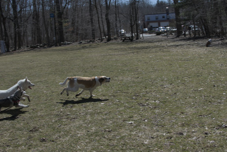 20250323_Tilly and Dog Park and Portraits_DSC_0139_.jpg