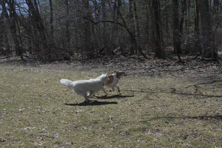 20250323_Tilly and Dog Park and Portraits_DSC_0140_.jpg