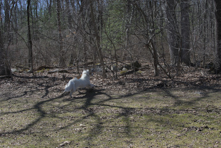 20250323_Tilly and Dog Park and Portraits_DSC_0141_.jpg