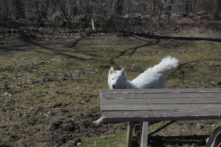 20250323_Tilly and Dog Park and Portraits_DSC_0145_.jpg