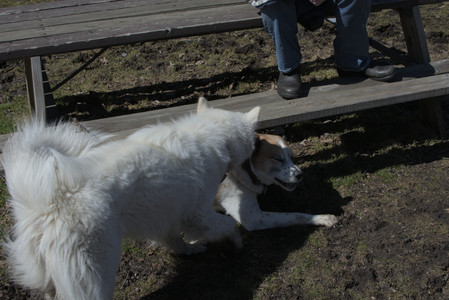 20250323_Tilly and Dog Park and Portraits_DSC_0146_.jpg
