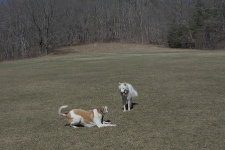 20250323_Tilly and Dog Park and Portraits_DSC_0147_.jpg