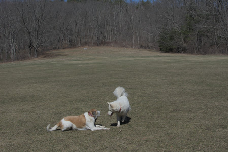 20250323_Tilly and Dog Park and Portraits_DSC_0148_.jpg