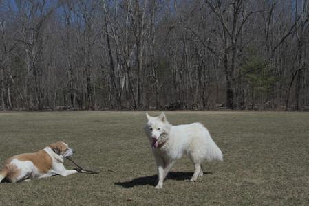 20250323_Tilly and Dog Park and Portraits_DSC_0149_.jpg