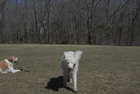 20250323_Tilly and Dog Park and Portraits_DSC_0150_.jpg