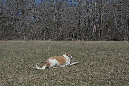 20250323_Tilly and Dog Park and Portraits_DSC_0151_.jpg