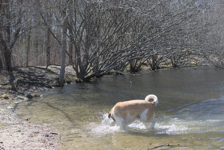 20250323_Tilly and Dog Park and Portraits_DSC_0152_.jpg