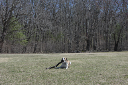 20250323_Tilly and Dog Park and Portraits_DSC_0157_.jpg