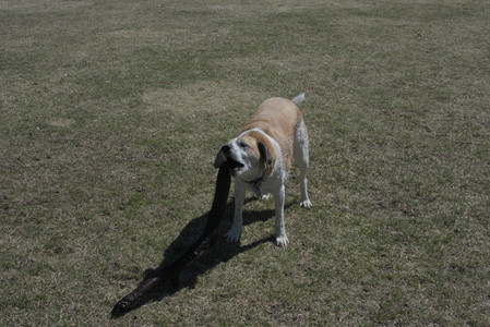 20250323_Tilly and Dog Park and Portraits_DSC_0165_.jpg