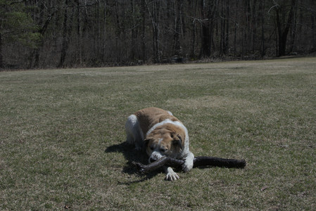 20250323_Tilly and Dog Park and Portraits_DSC_0167_.jpg