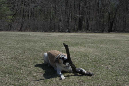 20250323_Tilly and Dog Park and Portraits_DSC_0169_.jpg