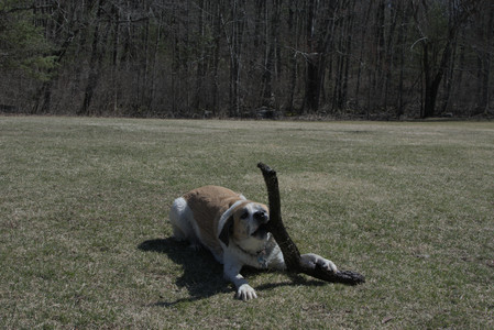 20250323_Tilly and Dog Park and Portraits_DSC_0171_.jpg