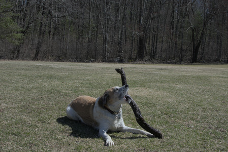 20250323_Tilly and Dog Park and Portraits_DSC_0172_.jpg