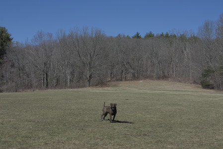 20250323_Tilly and Dog Park and Portraits_DSC_0174_.jpg