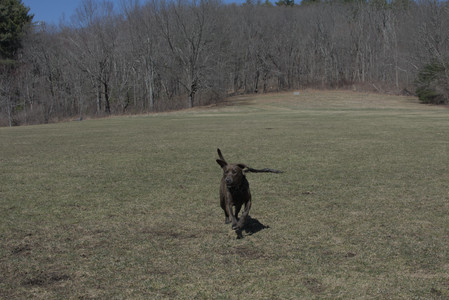 20250323_Tilly and Dog Park and Portraits_DSC_0177_.jpg