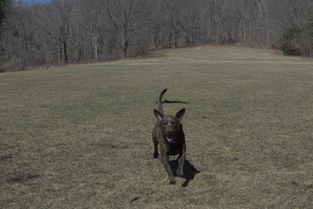 20250323_Tilly and Dog Park and Portraits_DSC_0178_.jpg