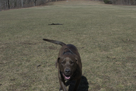 20250323_Tilly and Dog Park and Portraits_DSC_0179_.jpg