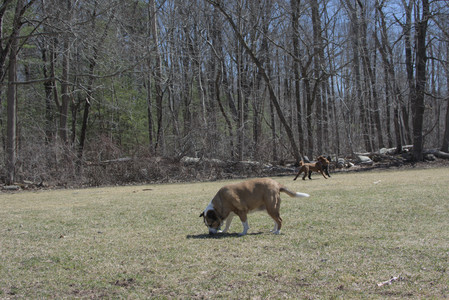 20250323_Tilly and Dog Park and Portraits_DSC_0183_.jpg