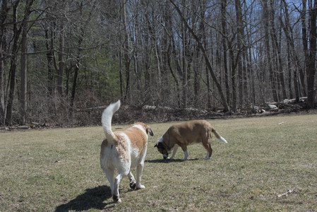 20250323_Tilly and Dog Park and Portraits_DSC_0184_.jpg