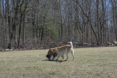 20250323_Tilly and Dog Park and Portraits_DSC_0186_.jpg